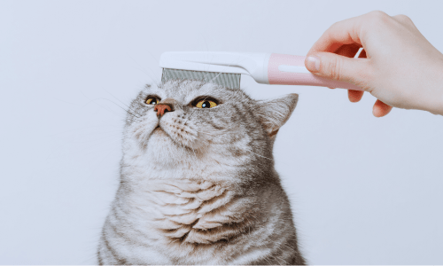 software para salões de grooming