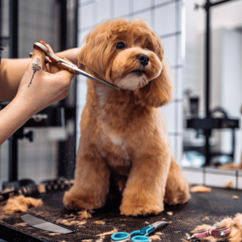 onixpet grooming software
